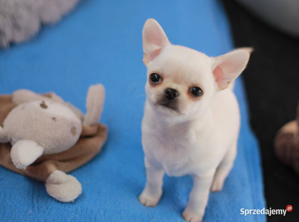 Chihuahua ZKwP FCI prawdziwy rodowód sprzedam