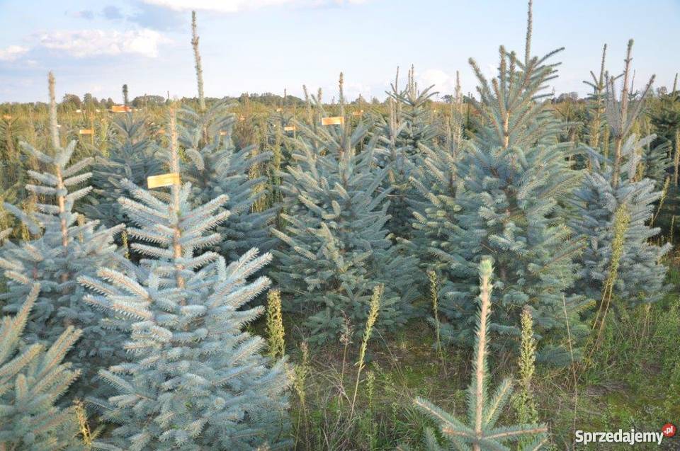 Choinki świerk srebrmy świer pospolity jodła