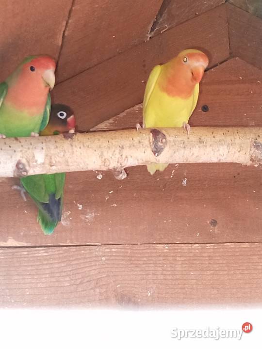 Sprzedam papugi nierozłączki
