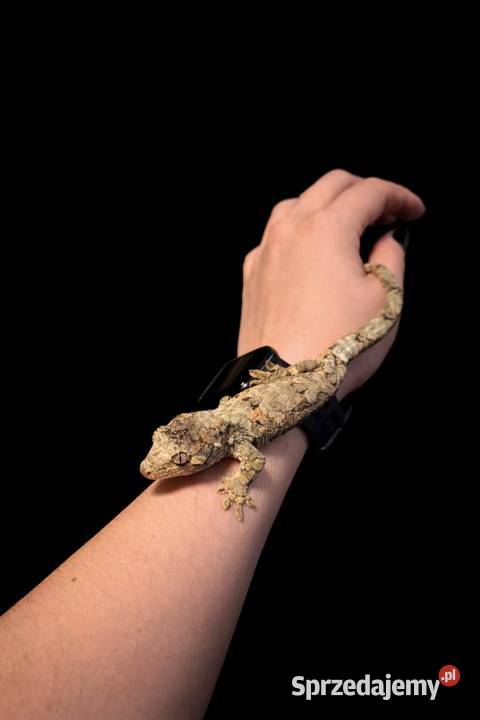 Mniarogekko chahoua mailand green Gekon Omszały Rybnik