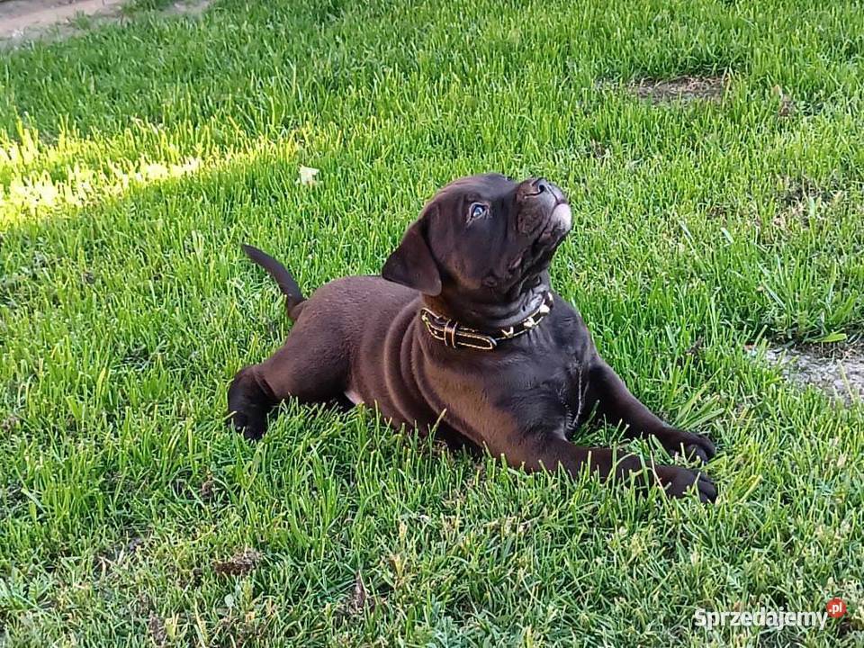 PitBull Red Nose mazowieckie Płock sprzedam