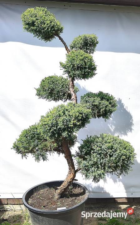 Bonsai Niwaki Jałowiec Holger Medynia Łańcucka