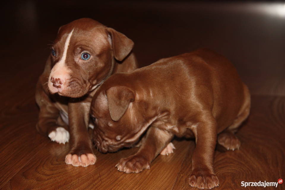 Szczenięta Pitbull Red Nose Psy