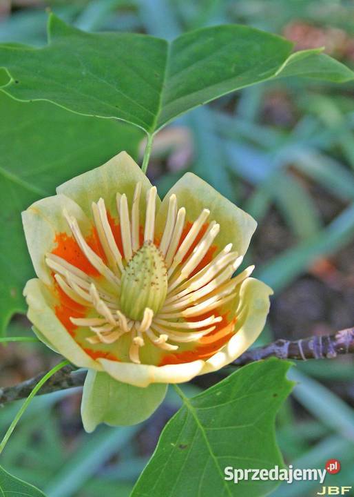 Tulipanowiec sadzonki sadzonki drzewko ozdobne Stalowa Wola