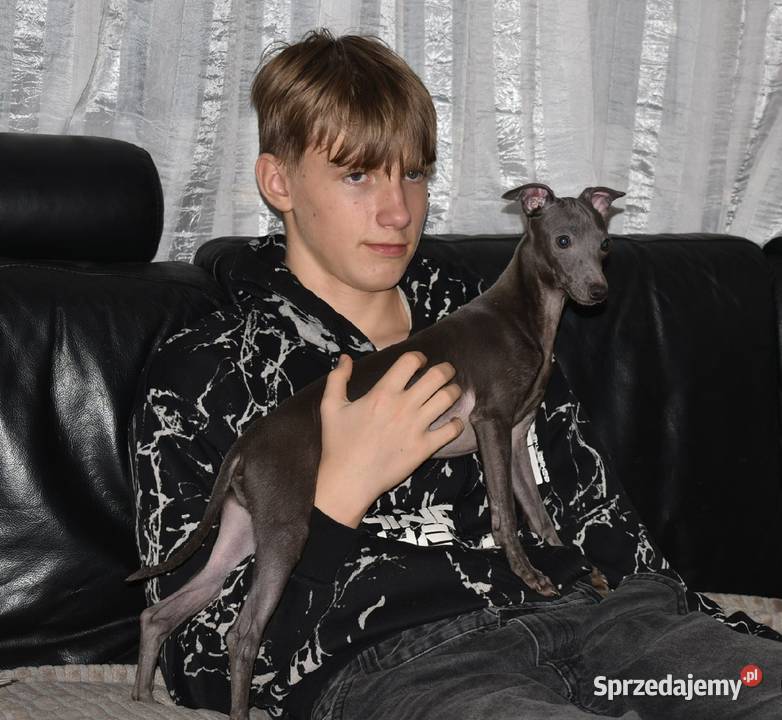 Charcik Włoski piesek ZKwP FCI Zielona Góra