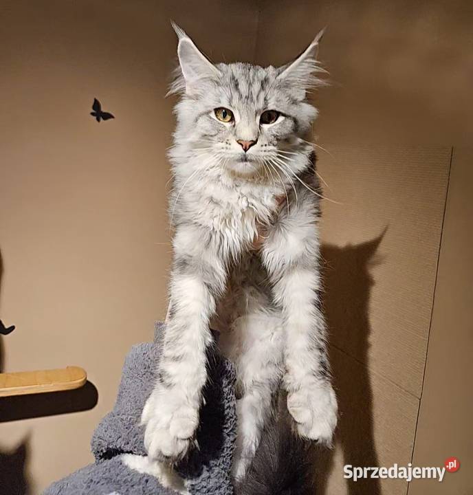 CatsMyLove kociaki Ruda Śląska