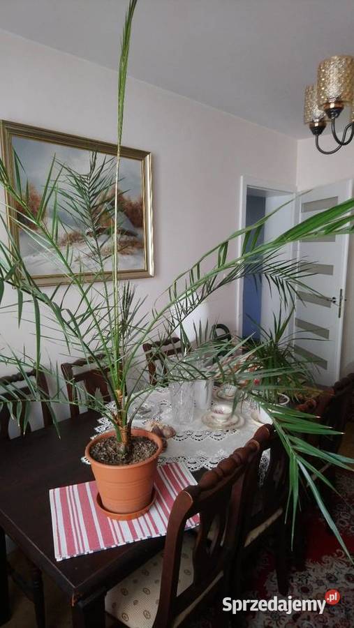 Kilkuletnia duża palma Phoenix canariensis Brwinów sprzedam
