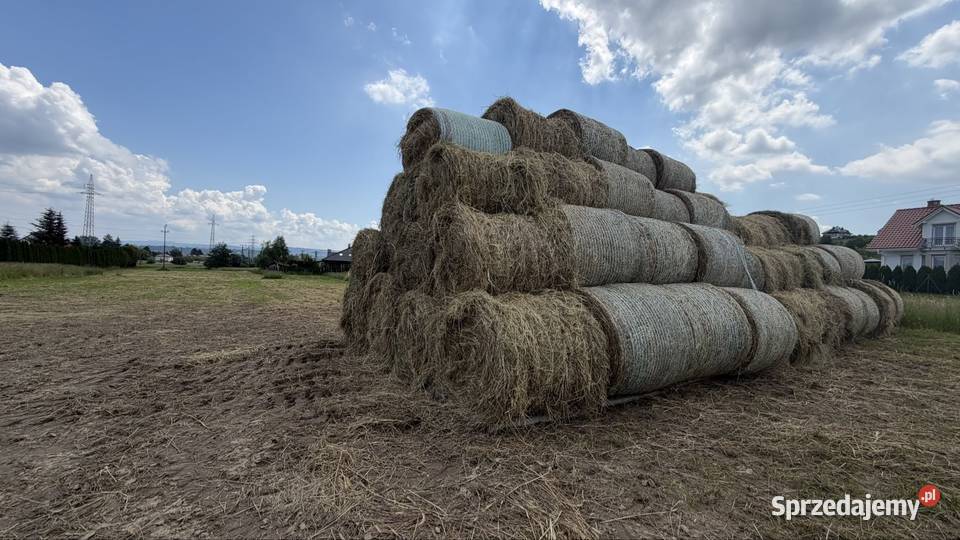 Siano tegoroczne świeże około 100 sztuk Pietrzykowice
