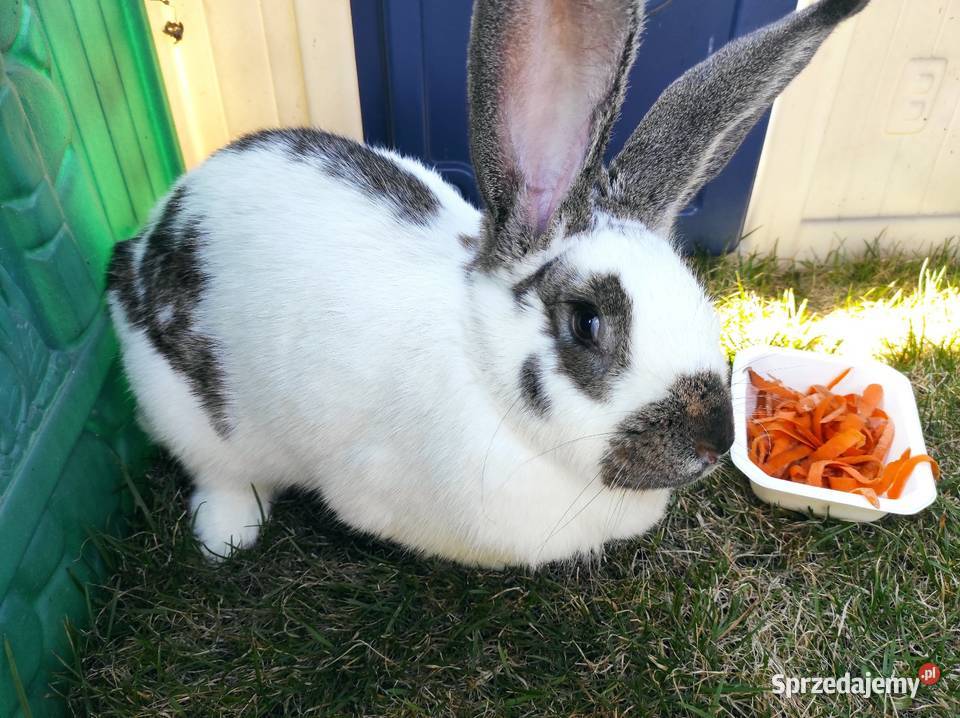 Króliki hodowlane samice Rzgów sprzedam