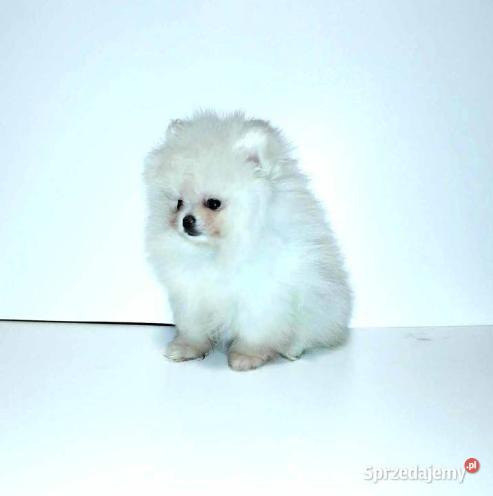 Pomeranian szpic miniaturowy FCI Łask