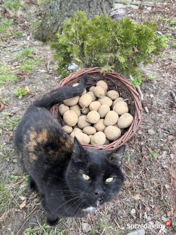 Ziemniaki tajfun do jedzenia i sadzenia Rolnictwo Wadowice