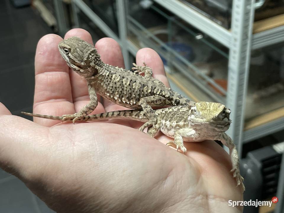agama karłowat w Gliwicach Gliwice