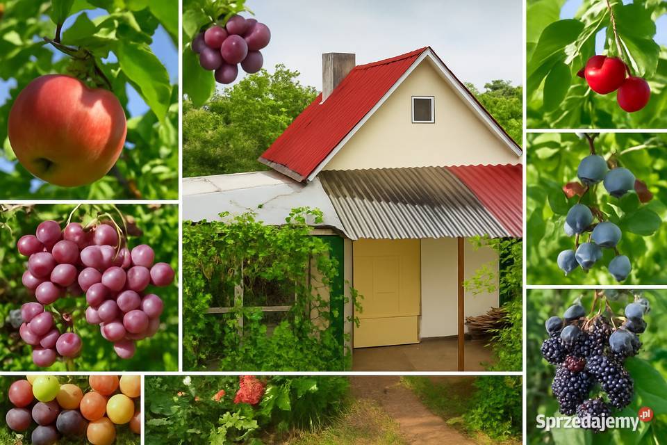 Działka w ROD Złocień ruokliwy solidny domek Wrocław