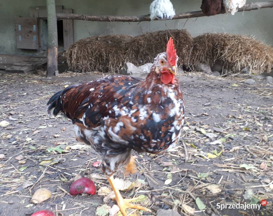 Koguty fawerola łososiowa czubatka włoszka