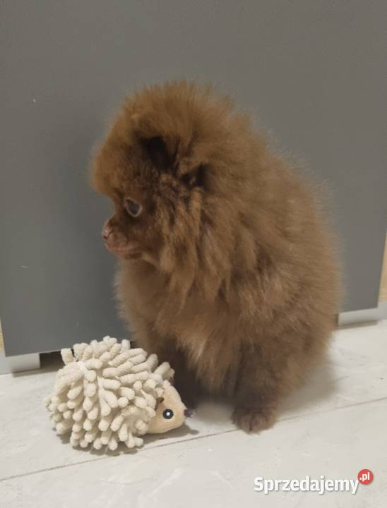 Szpic miniaturowy szczenięta wielkopolskie Wieruszew sprzedam