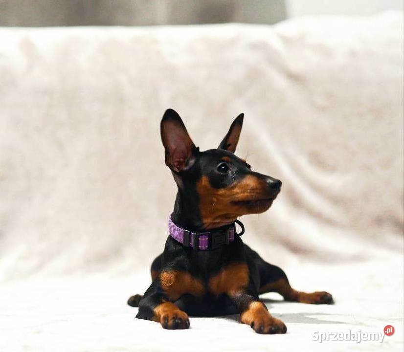 Pinczer miniaturowy ZKwP FCI słodka suczka Chełm