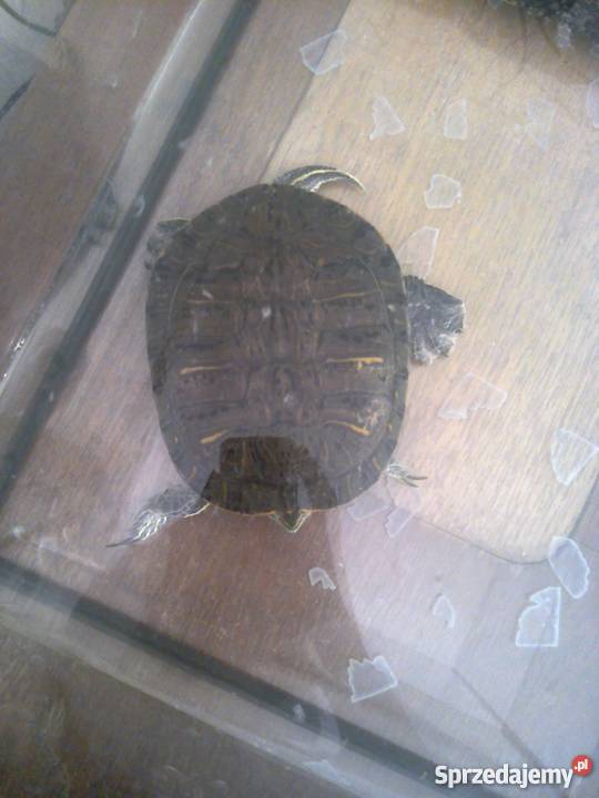 Żółw czerwonolicy Gorzów Wielkopolski