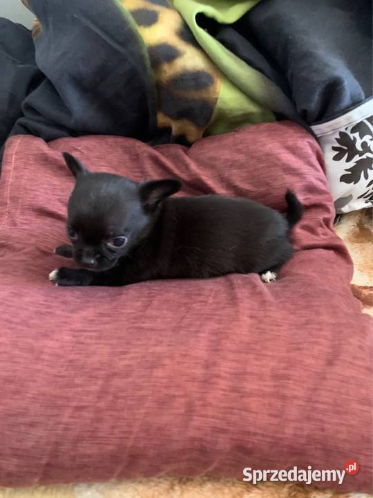 Czarny piesek chihuahua z rodowodem Chihuahua Stare Polesie