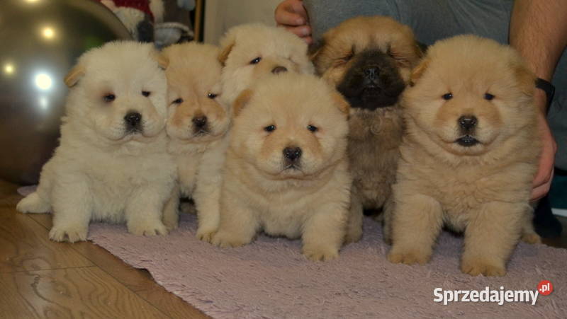 CHOW CHOW PIĘKNE ŚLICZNE SUNIE I PIESKI Janinów sprzedam
