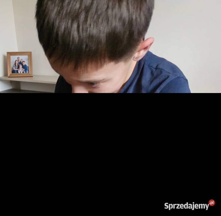 Cavalier king charls spaniel Wolica