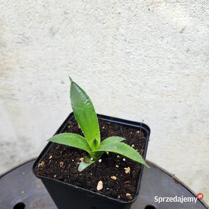 Agawa Agave parryi couesii sadzonka 1020 Pozostałe Warszawa sprzedam