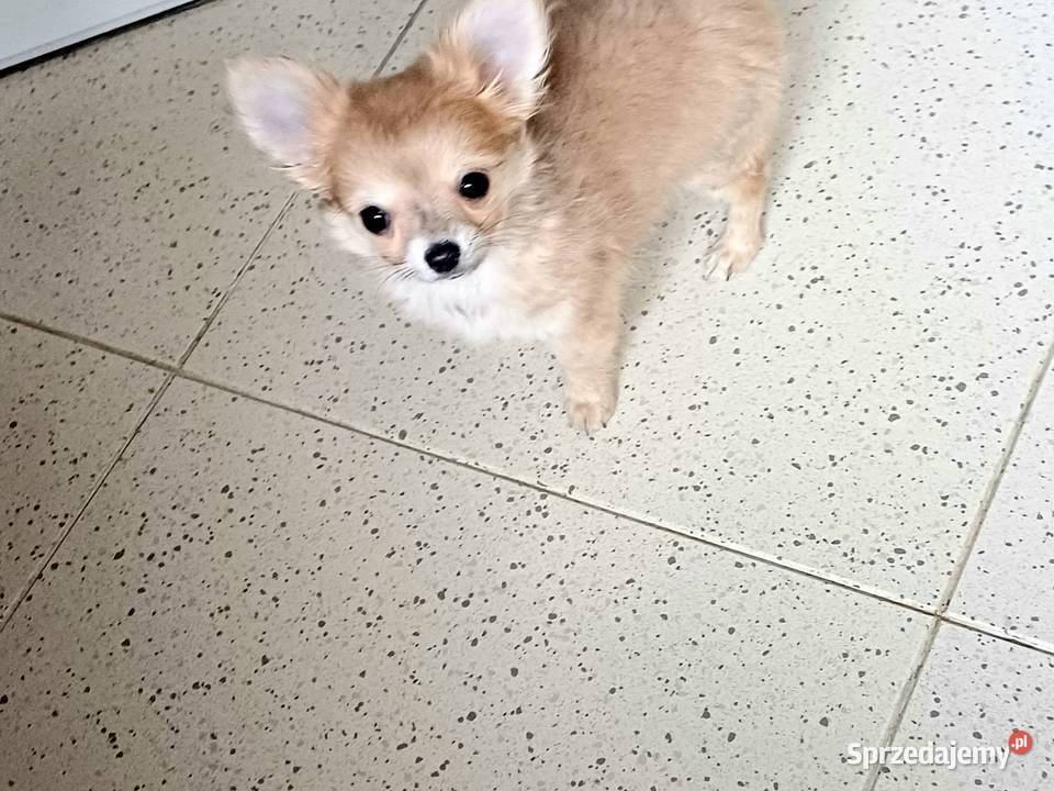 Chihuahua Beżowa Mini Mini Krótkowłosa Sunia łódzkie Zgierz