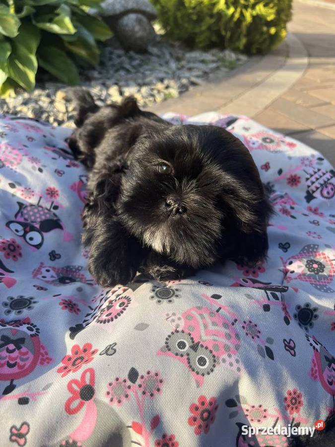 Shih tzu czarna suczka Poddębice sprzedam
