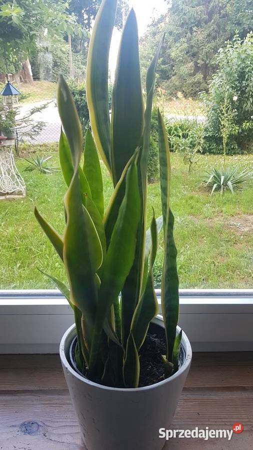 sansevieria długie liście Białogard sprzedam