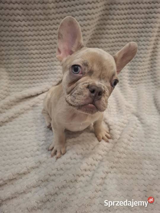 Buldog francuski wyjątkowy kolor
