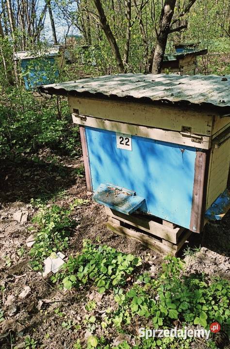 Pszczoły Pasieka Rodziny Pszczele Ule z Białystok