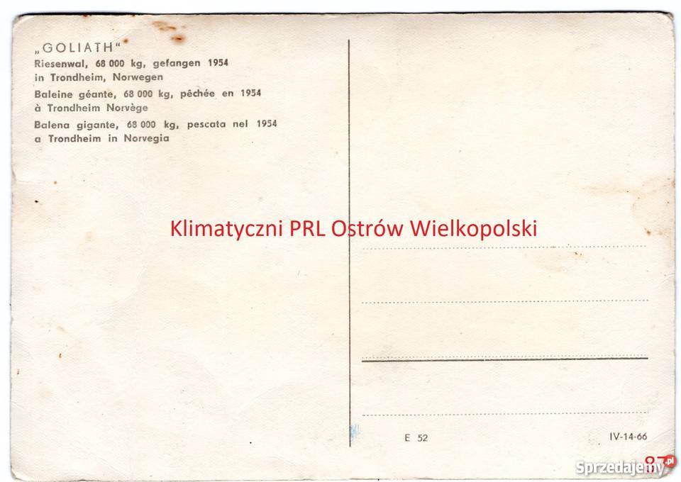 Pocztówka Riesenwal Goliath Norvegia Norwegia