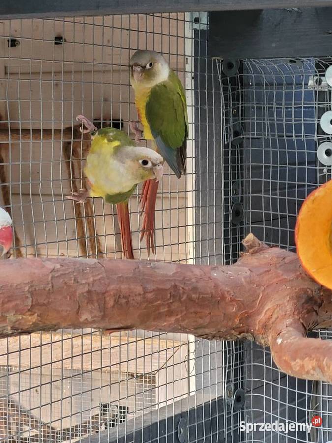 Młode rudosterki pineapple lubuskie Otyń sprzedam