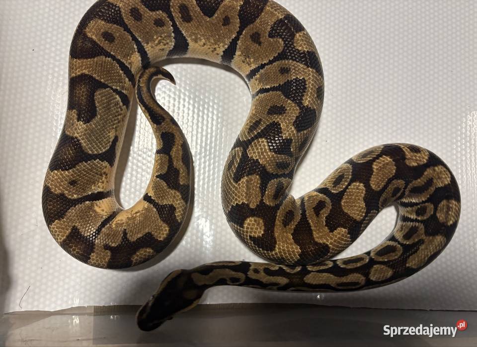 Pyton królewski python regius pastel enchi