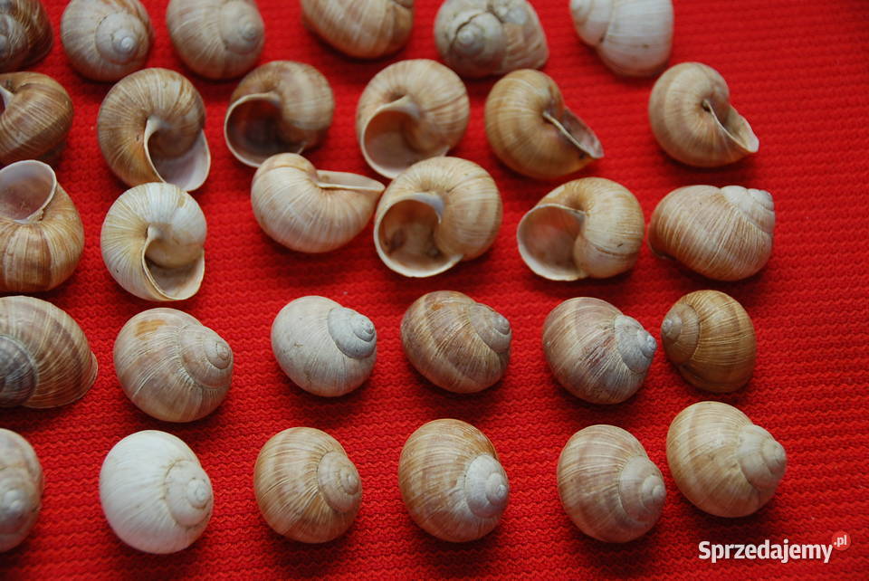 Muszle winniczka muszla 50 sztuk Naturalna Warszawa