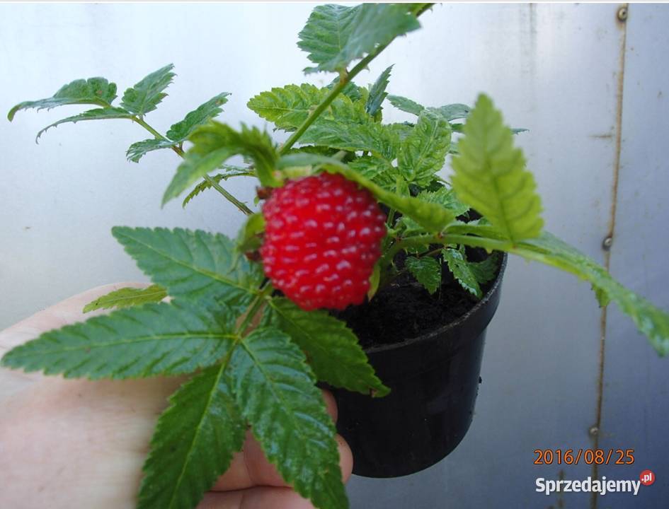 Malinotruskawka malina ponętna doniczka Łódź