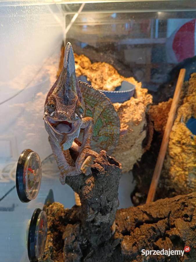 Kameleon jemeński samiec Kotórz Mały