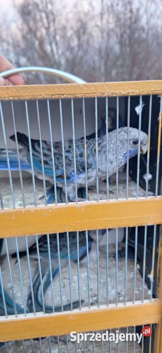 Papugi rozela królewska niebieska 2024 Ptaki podkarpackie Kolbuszowa