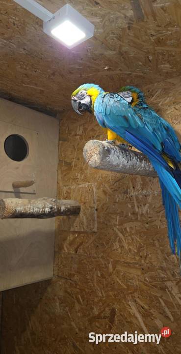 Ara aurauna samica samiec Łódź