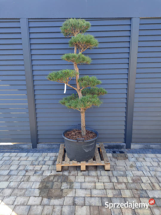 Sosna 9 formowana Bonsai ogrodowe Niwaki