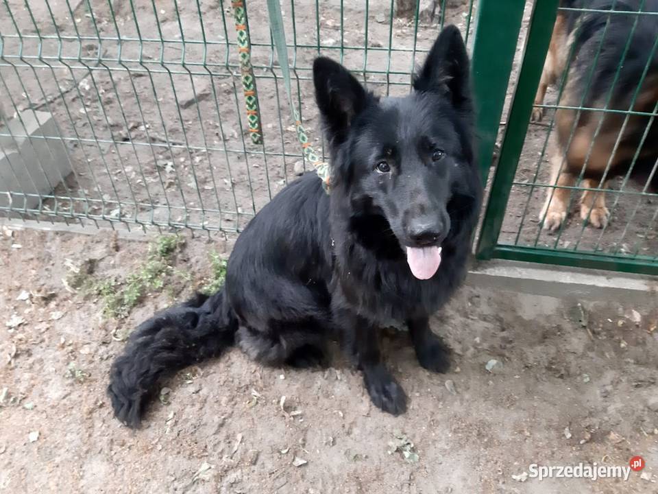 owczarek niemiecki długowłosy czarny suka