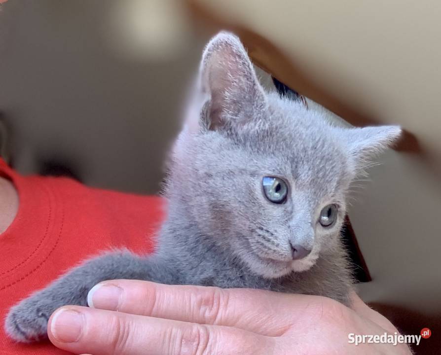 Kocięta Rrosyjskie Niebieskie WCF Rosyjski Łódź