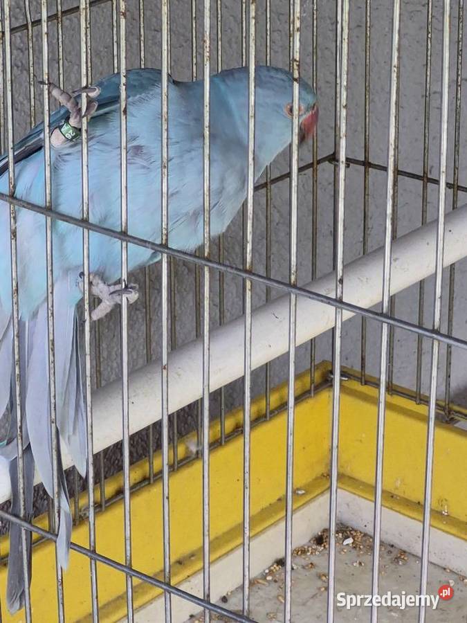 Papuga Aleksandreta z klatkom Sątopy