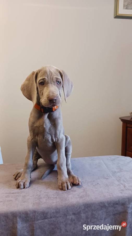 Wyżeł weimarski szczenięta rodowodowe ZKwPFCI Puławy