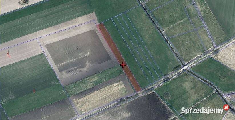 sprzedaży działki 5500m2 Bezwola sprzedam
