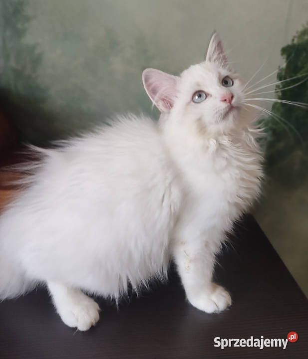 Wally Dumka cudowny kocurek neva masquerade Syberyjski Warszawa sprzedam