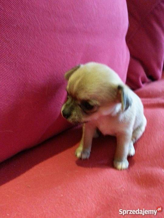 chichuachua szczeniaczki Warszawa sprzedam
