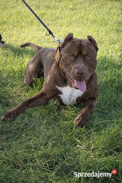 American Pit Bull Terrier Reproduktor Piotrków Trybunalski