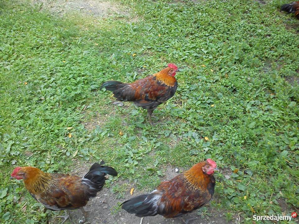 Koguty zielononóżki Pozostałe Zgłobień