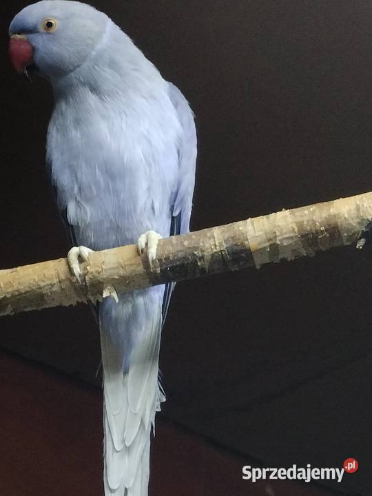 Aleksandretty obrożne Włocławek