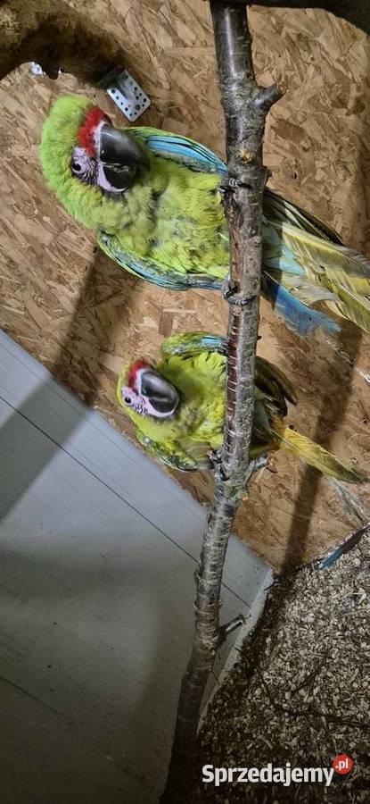 Ara Ambigua ara Oliwkowa samica 2025 Rogoż